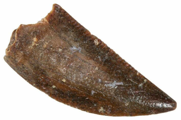 Raptor Tooth - Real Dinosaur Tooth #273526